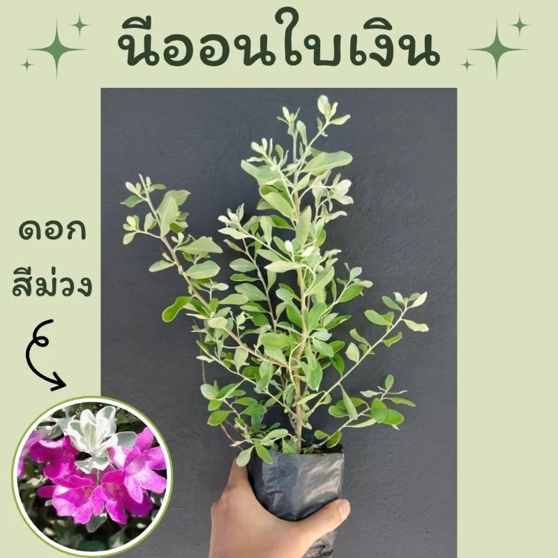 ต้นนีออนใบเงิน ถุงชำ4นิ้ว ( พิเศษต้นเล็ก 3 ต้น 69 ) ทนแล้ง เลี้ยงง่าย ชอบแดดจัด
