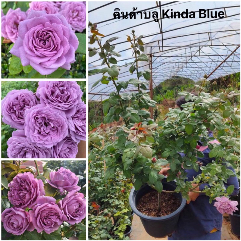 กุหลาบ-คินด้าบลู Kinda Blue (กระถาง 12 นิ้ว)  สีม่วง ให้สีม่วงได้แม้ในอากาศร้อน
