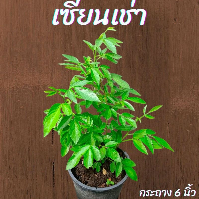 ต้นเซียนเช่า (เซียงเช่า) กระถาง 6นิ้ว