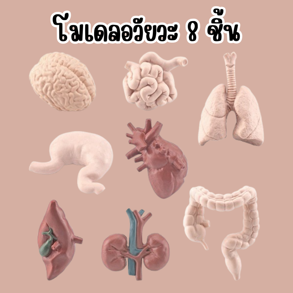⚡ส่งไวมาก!⚡โมเดลอวัยวะ 8 ชิ้น Anatomy Model for learning สื่อประกอบการสอน