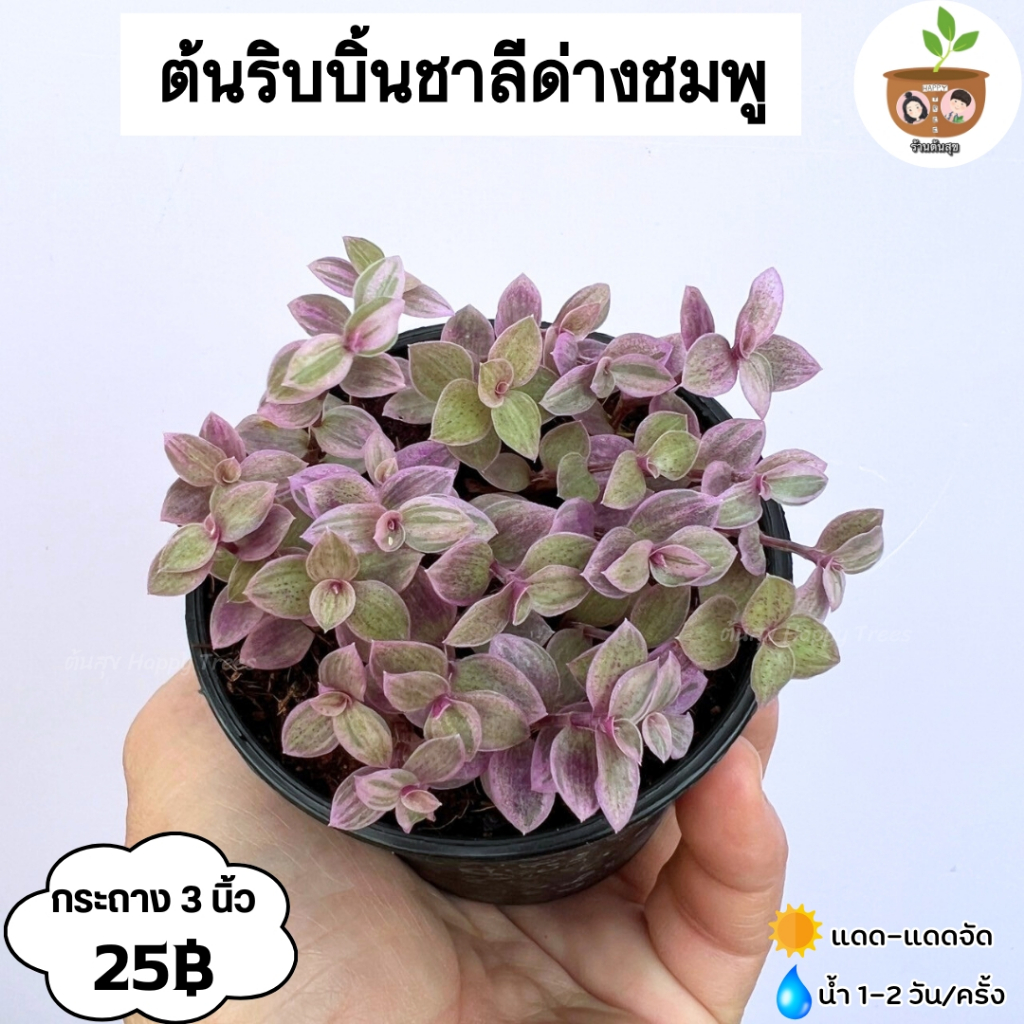 ต้นริบบิ้นชาลีด่างชมพู จัดส่ง 2 ต้นขึ้นไป คละแบบได้