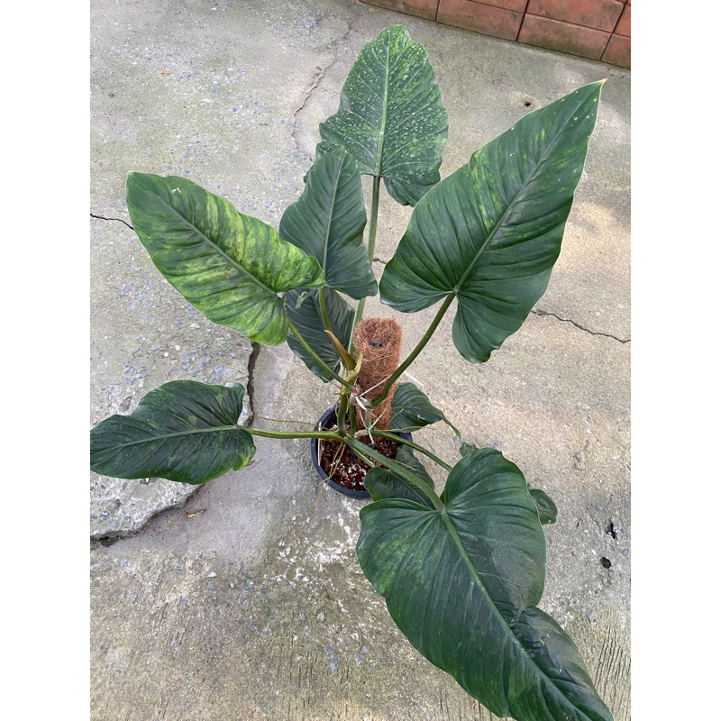 Philodendron Subhastatum หรือฟิโลหลังแดงด่าง