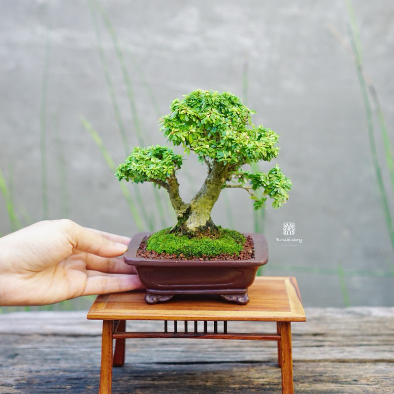 𝑩𝒐𝒏𝒔𝒂𝒊𝒔𝒕𝒐𝒓𝒚 | บอนไซ ม่วงเจริญ ใบเล็ก ((พร้อมส่ง )) มีวิธีการดูแล+ปุ๋ย แถมไปให้ค่ะ