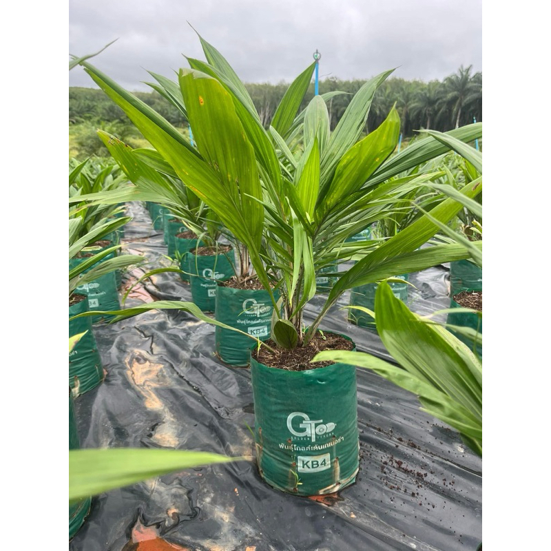 ต้นกล้าปาล์มน้ำมันkb4