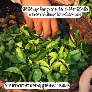 ชาอู่หลงก้านอ่อน(เบอร์17) Soft Stem Oolong Tea no.17 ชาออแกนิค หอมดอกไม้-ตรา ชาไทยมรกต ใบชาโชคจำเริญ