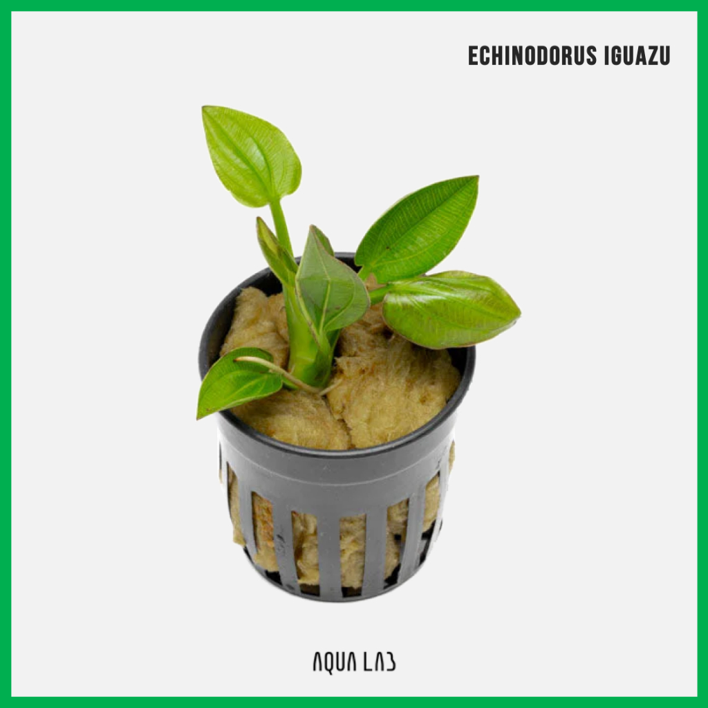 [AQL] Echinodorus Iguazu (อิกวาซู) [ไม้น้ำ - Aquatic Plant]