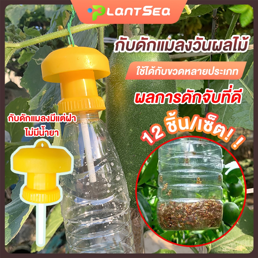 12 ชิ้น/เซ็ต ที่ดักแมลงวันทอง กับดักแมลงวันทอง กับดักแมลงวันผลไม้ แผ่นดักแมลงวัน ใช้ได้กับขวดหลายประเภท **ไม่รวมขวดน้ำ**