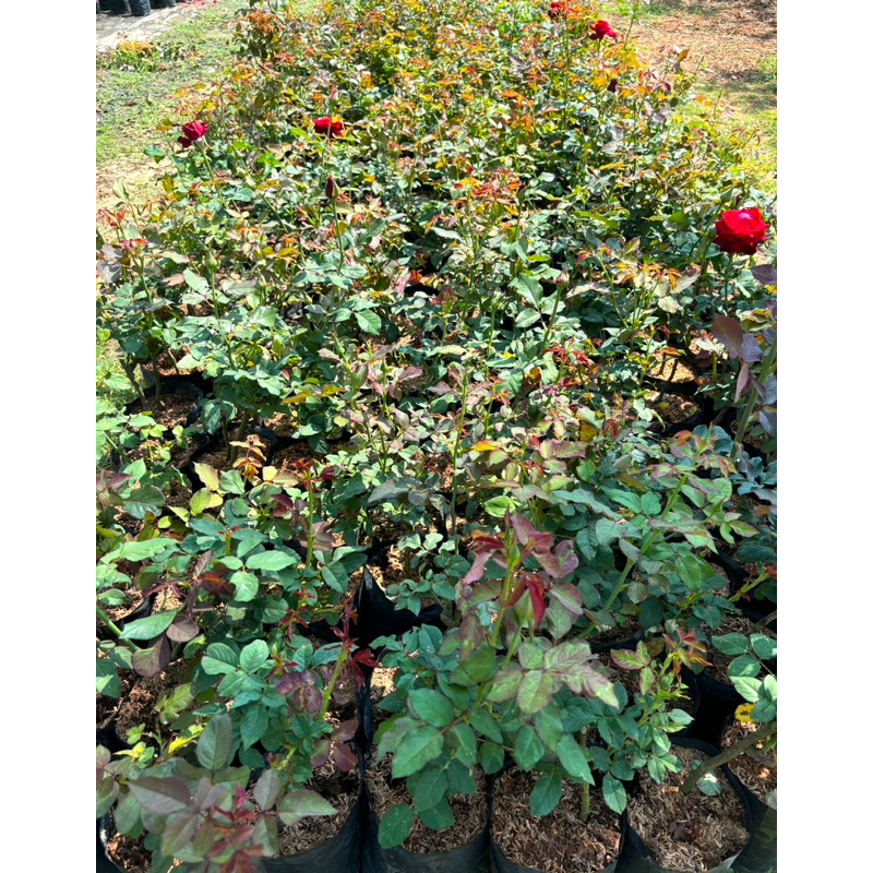 ต้นกุหลาบ ชุดสุ่มสี 4 ต้น 250 บาท ขนาดถุง 6 นิ้ว (ดอกใหญ่) มีกลิ่มหอม เป็นกิ่งติดตา สายพันธุ์ต่างประเทศ (ขายแบบสุ่มสี) - รูปที่ 3