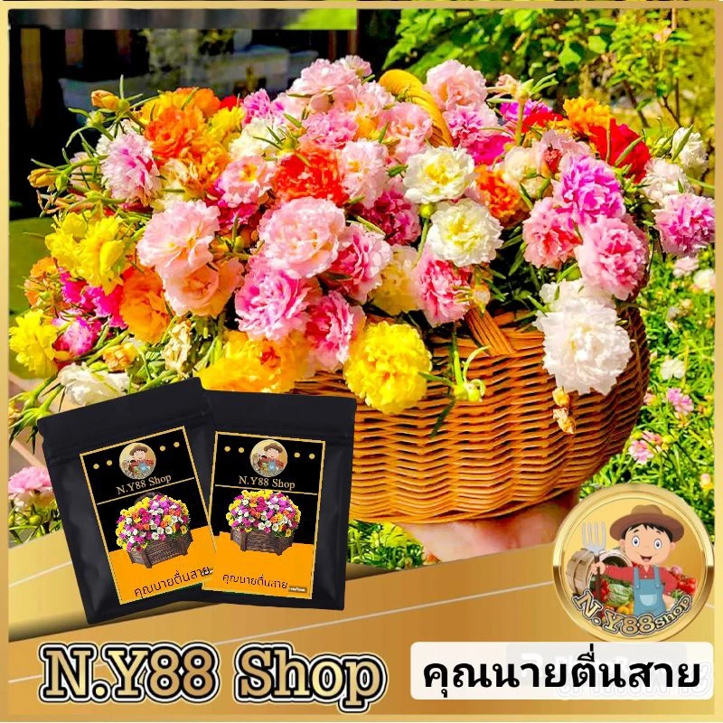 เมล็ดพันธุ์ดอกแพรเซี่ยงไฮ้ กลีบซ้อน คละสี 10000เมล็ด เมล็ดพันธุ์ดอกไม้ เมล็ดไม้ดอกไม้ประดับ เมล็ดพันธุ์ดอกคุณนายตื่นสาย