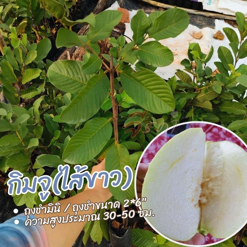 กิ่งตอนฝรั่งกิมจูไส้ขาวสูง35-60เซ็นรสชาตหวานอมเปรี้ยวดกติดผลดีแท้100%