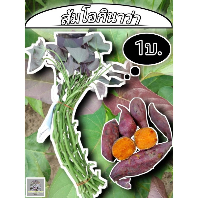 มันหวานญี่ปุ่น (ส้มโอกินาว่า 100ยอด) | มันหวานญี่ปุ่นแท้
