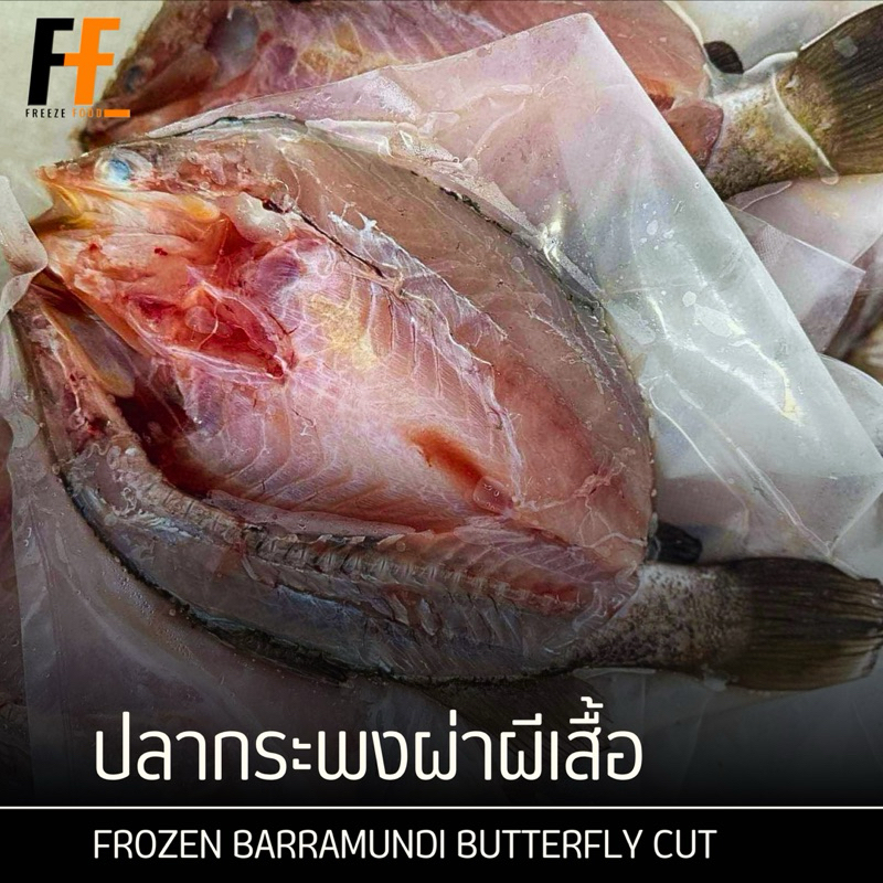 ปลากระพงผ่าผีเสื้อ 300-400 กรัม (หลังผ่า) | FROZEN BARRAMUNDI BUTTERFLY CUT