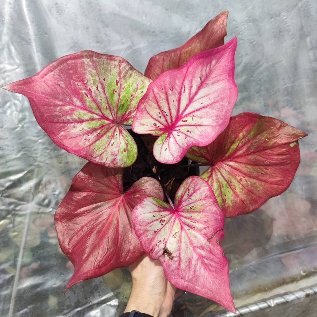 ปีมะโรง บอนสี บอนสีตับปีนักษัตร Caladium Peemarong