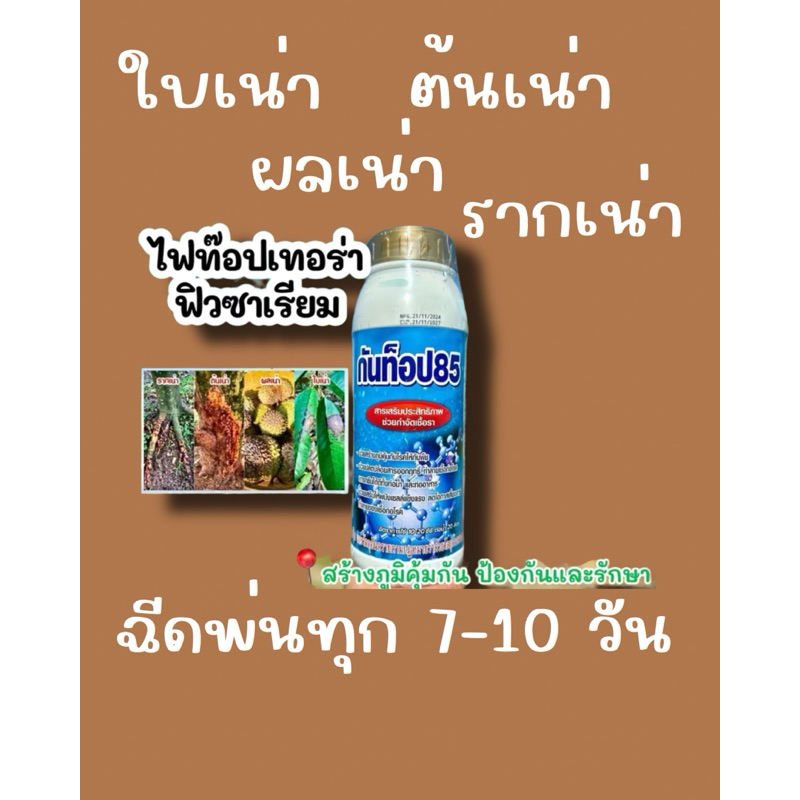 กันท็อป สารเสริมประสิทธิภาพขนาด 1 ลิตร ป้องกันและกำจัดเชื้อรา ไฟท็อป ฟิวซเลียมได้ผลดี