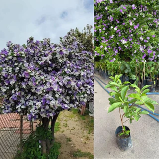 ต้น พุดสามสีแฟนตาซี🌸 ดอกดก หอมกว่าพันธ์ุธรรมดาขนาด 40-50เซนแข็งแรง