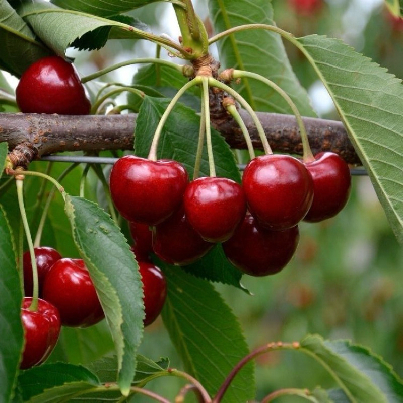 ต้นเชอร์รี่มานัวร์ ต้นเชอร์รี่หวาน กิ่งตอน ต้นแข็งแรง ปลูก 1 ปีให้ผลผลิต - รูปที่ 3