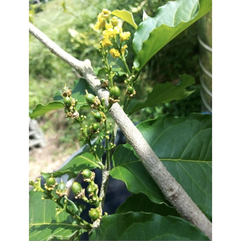 ต้นพีนัทบัตเตอร์หรือต้นเนยถั่วต้นเพาะเมล็ดมีรากแก้วต้นแข็งแรงทนต่อโรคปลูก1ปีติดผล ผลสุกรสหวาน ให้ผลทั้งปีไม้ประดับทานได้ - รูปที่ 4