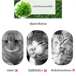 ผงสะระแหน่แมว แมวชอบมาก! แคทนิปแมว กัญชาแมว แบบผงบดละเอียด😺 จาก catnip 100% หญ้าแมวบำรุงแมวอ้วน ตำแยแมว ราคาถูก