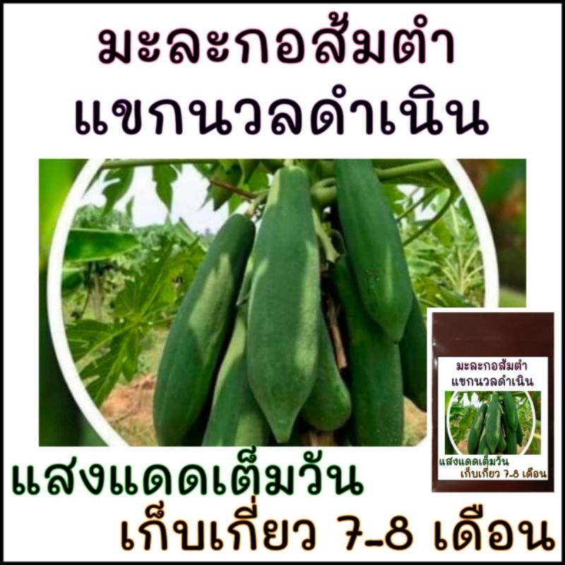 15 เมล็ด เมล็ดพันธุ์มะละกอส้มตำ แขกนวลดำเนิน