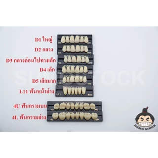 โมเดล นก หน้า กราม แผงย่อย สีมาตรฐานคนไทย สำหรับงานศิลปะ สำหรับปั้นหุ่นขี้ผึ้ง