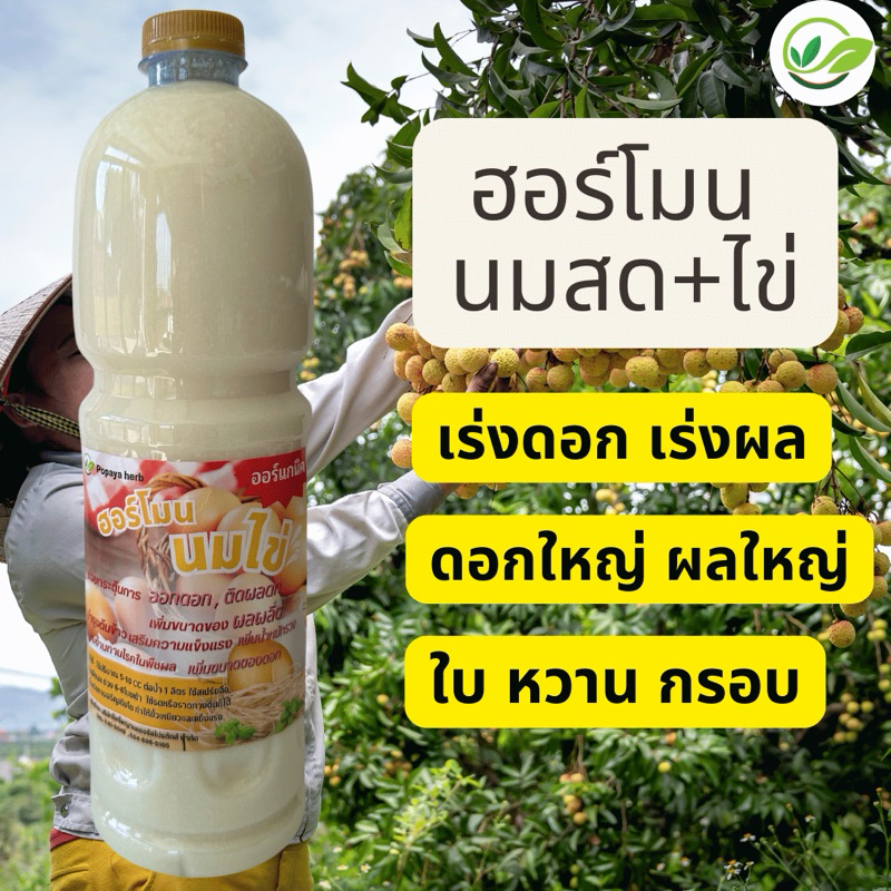 ฮอร์โมนนมสดไข่ ขนาด 1 ลิตร ผลดก ดอกใหญ่ 🌽🥬🍉