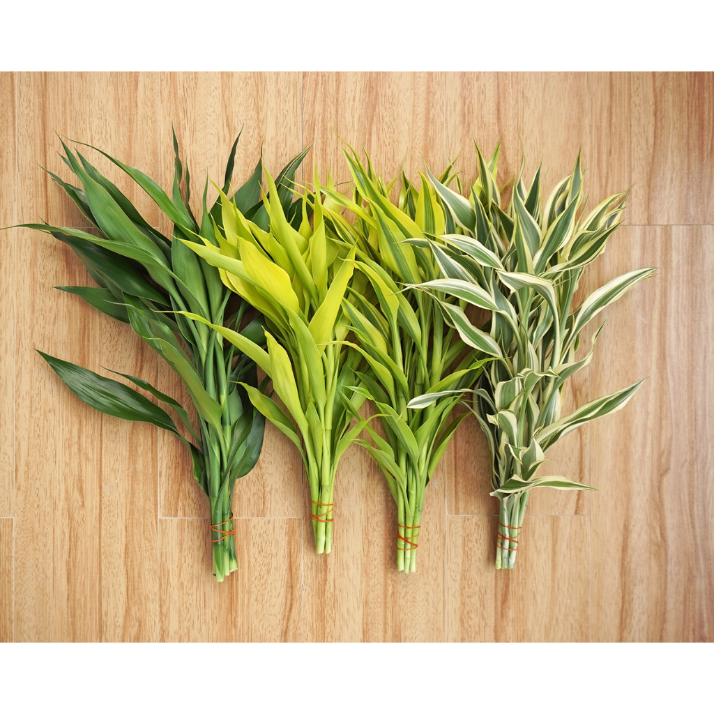 ไผ่กวนอิม สูง 30-35 ซม. 5 สี / 30-35-CM High Lucky Bamboo With 5 Colors Available. Order 1 piece, get 5 stems.