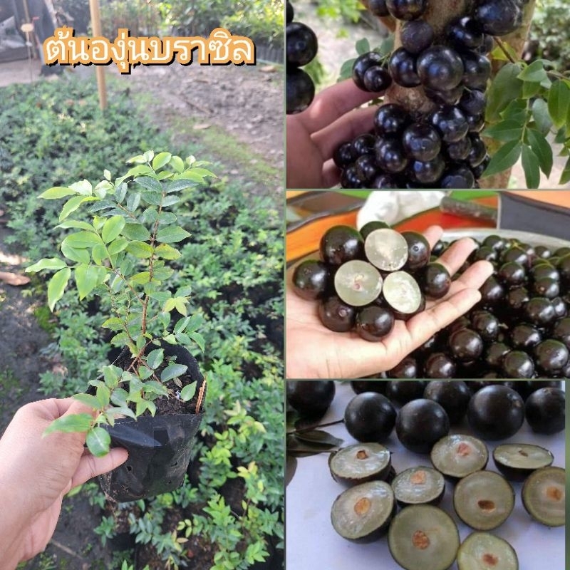 ต้นองุ่นบราซิล (เพาะเมล็ด) ต้นที่ส่งสูง 15-20 ซม. ไม้เศรษฐกิจ กินลูกเดียว เหมือนกินผลไม้ 7 ชนิด