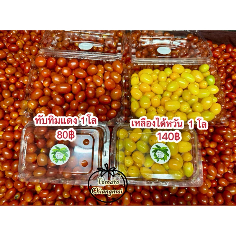 มะเขือเทศราชินี พันธุ์ทับทิมแดง 1 กิโลกรัม(พร้อมส่งแล้วค่ะ)