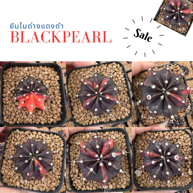 BP04 Gymno Blackpearl ยิมโนด่างแดงดำ แบล็คเพิร์ล
