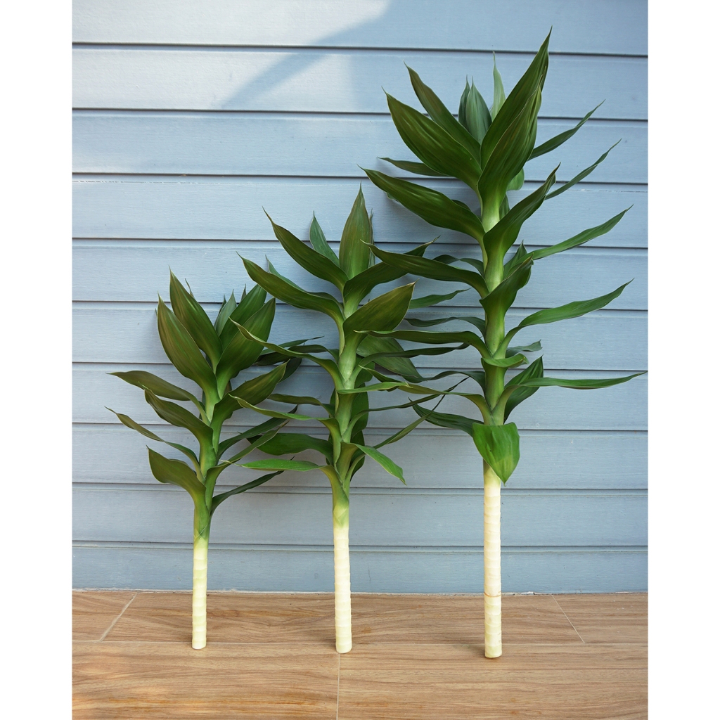ไผ่กวนอิมบัวสวรรค์ สูงเพรียว 35-70 ซม. มีราก/ไม่มีราก / 35-70-CM High Thin Paradise Lucky Bamboo With and Without Roots