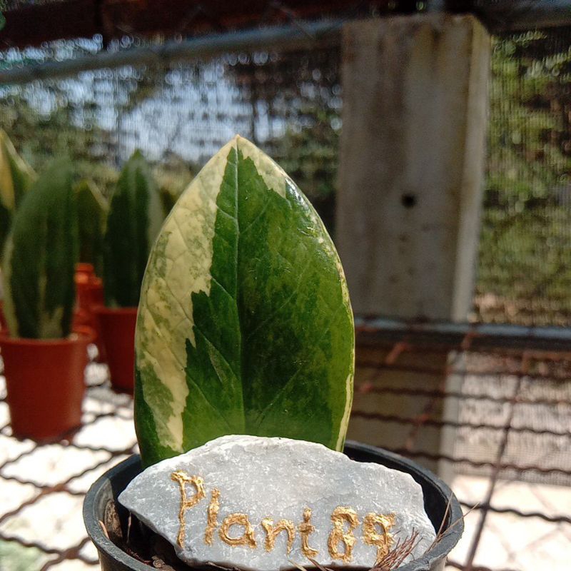 กวักมรกรด่างเหลืองคัดลาย zz plant