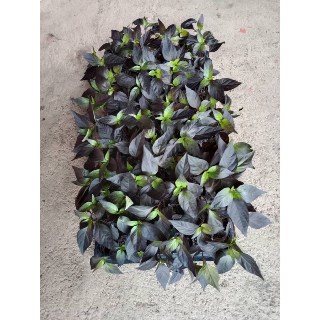 ต้นกล้าพริกช่อม่วง พริกขี้ฟ้าม่วง สีสวย เผ็ดมาก ทานได้ ประดับได้ พร้อมปลูก กล้าละ 12  บาท - รูปที่ 4