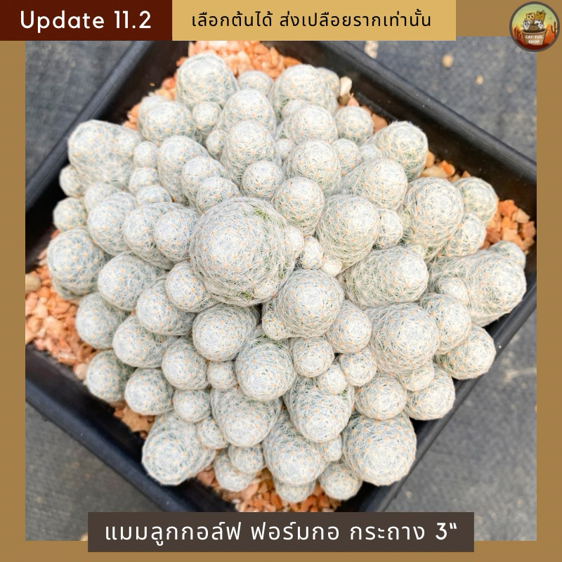 [ Update 11.2 ]กระบองเพชร แมมลูกกอล์ฟฟอร์มกอ ในกระถาง 3" แน่นๆ ไซส์ใหญ่จุใจ เลือกต้นได้ cactus Mammillaria humboldtii
