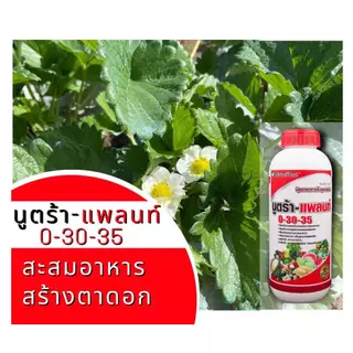 0-30-35 นูตร้าแพลนท์ 1ลิตร ใช้ในช่วงสะสมอาหาร ป้องกันการแตกใบอ่อน ป้องกันการหยุดร่วงดอกและผล