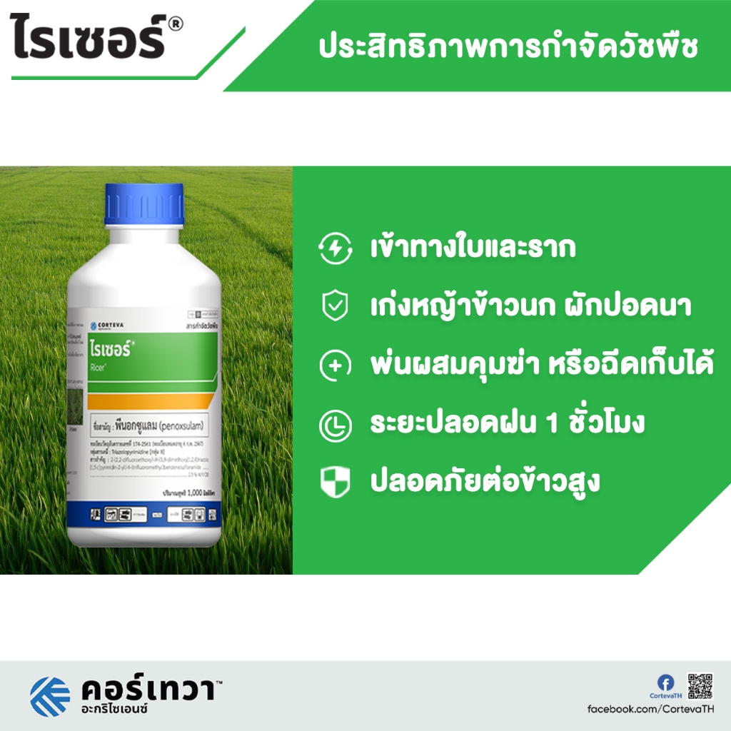 ไรเซอร์ (พีน็อกซูแรม) ใช้หลังวัชพืชงอก คุมฆ่าในนาข้าว กำจัดหญ้าปล้องหิน พุ่มพวง ข้าวนก ราคา ถูกที่สุด ดีลบีเคเค แกลเลอรีภาพที่ 3