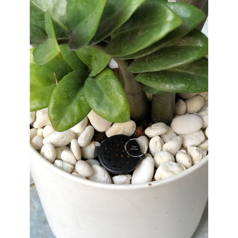 รูปภาพ 2