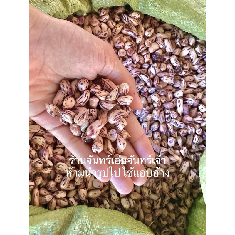 เมล็ดพันธุ์ถั่วลายเสือ 500 กรัม แห้งแกะเปลือกด้วยมือ แม่ฮ่องสอน งอกดีมาก เมล็ดสมบูรณ์
