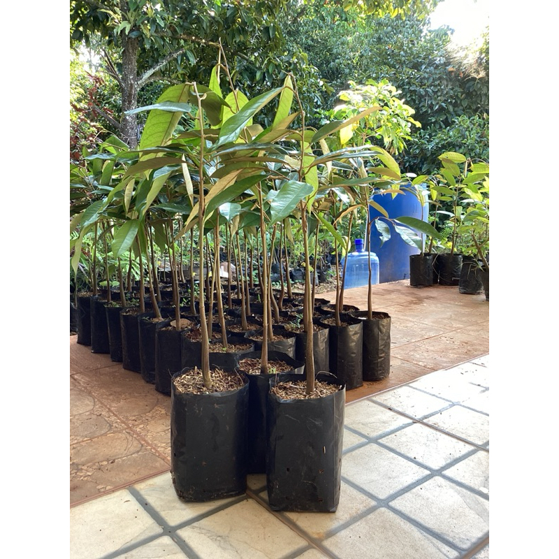 ต้นทุเรียนหมอนทอง ชุด 3 ต้น 🌳