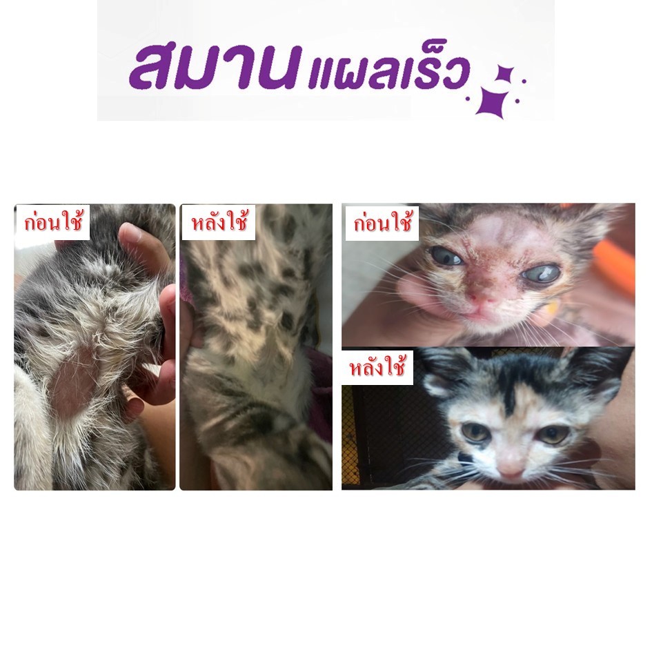 สเปรย์สมุนไพร จัดการเห็บหมัด Ticks Fleas ขี้เรื้อนสุนัข แมว เชื้อรา ขนร่วง คันเกา ยีสต์ (มี อย ถูกต้อง) หมอไทยทำเอง - ภาพย่อย 5