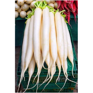 เมล็ดพันธุ์หัวไชเท้าญี่ปุ่น 9บาท 100เมล็ด