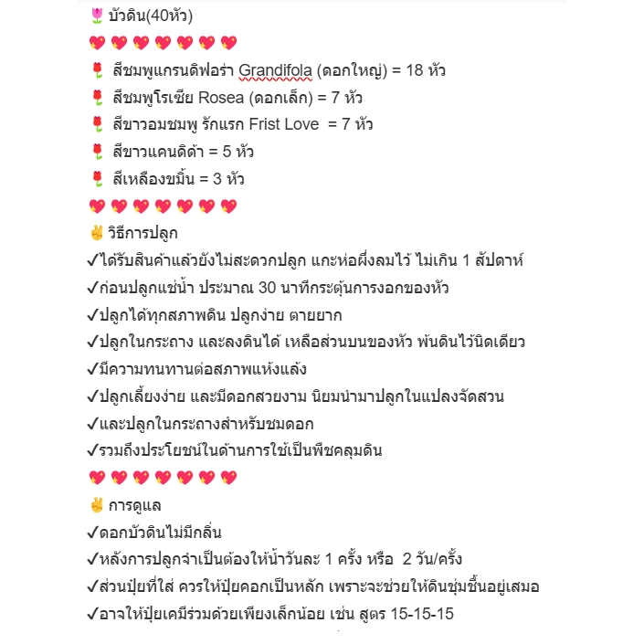 บัวดิน(40หัว/5สายพันธุ์)แยกสีให้ แกรนดิฟอร่า18,โรเซีย7,รักแรก7,ขาวแคนดิด้า5,เหลืองขมิ้น3 ดอกไม้ flower สินค้าพร้อมส่ง