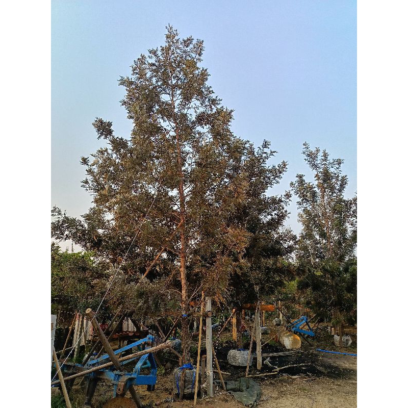 ต้นกล้าซิลเวอร์โอ๊คออสเตรเลียแพค 10 ต้น 80-90cm - รูปที่ 5