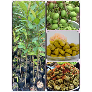 ต้นมะกอกน้ำ ต้นมะแซว พันธุ์ผลใหญ่เนื้อเยอะ (สูง 60-80cm) ปลูกดูแลง่าย รากแน่น พร้อมปลูก