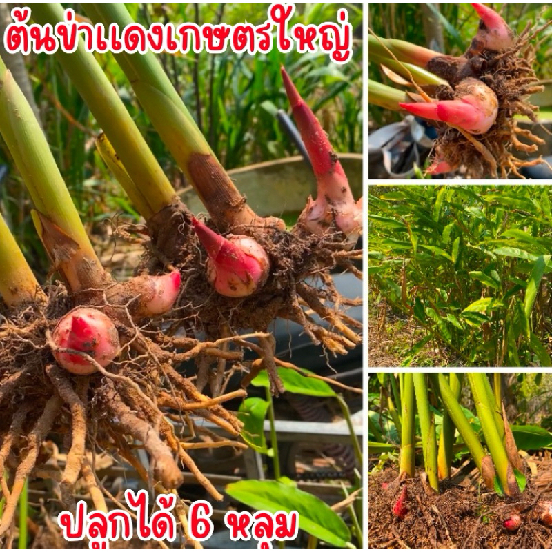 💗ไม่กดสั่งรวมกับต้นไม้นะครับ💗ต้นข่าเเดงเกษตรใหญ่ 5-6หลุม พันธุ์เเท้100% ปลูกง่ายโตเร็ว มีรสออกหวานนิดๆ