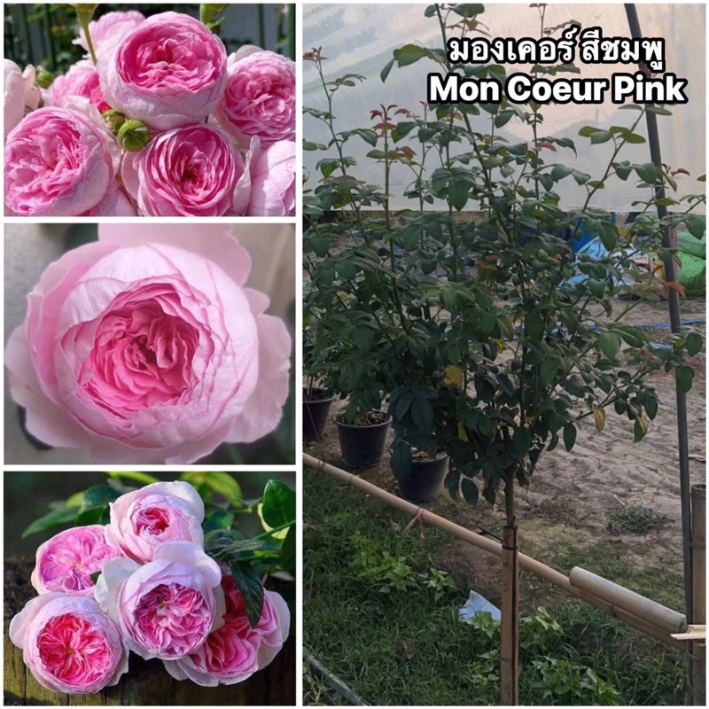 กุหลาบ-ทรีโรสมองเคอร์​ สีชมพู Tree Rose Mon Coeur Pink   ไร้หนาม-หนามน้อยมาก สีชมพู ดอกกลมฟูคล้ายซาลาเปา ดอกดกเลี้ยงง่าย