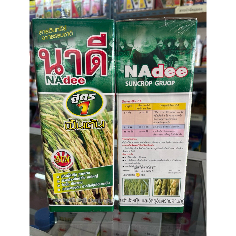 นาดี สูตร1 ฟื้นต้น รากขาว ใบเขียว ใบตั้ง ตั้งตัวไว กอใหญ่ รูปที่ 3