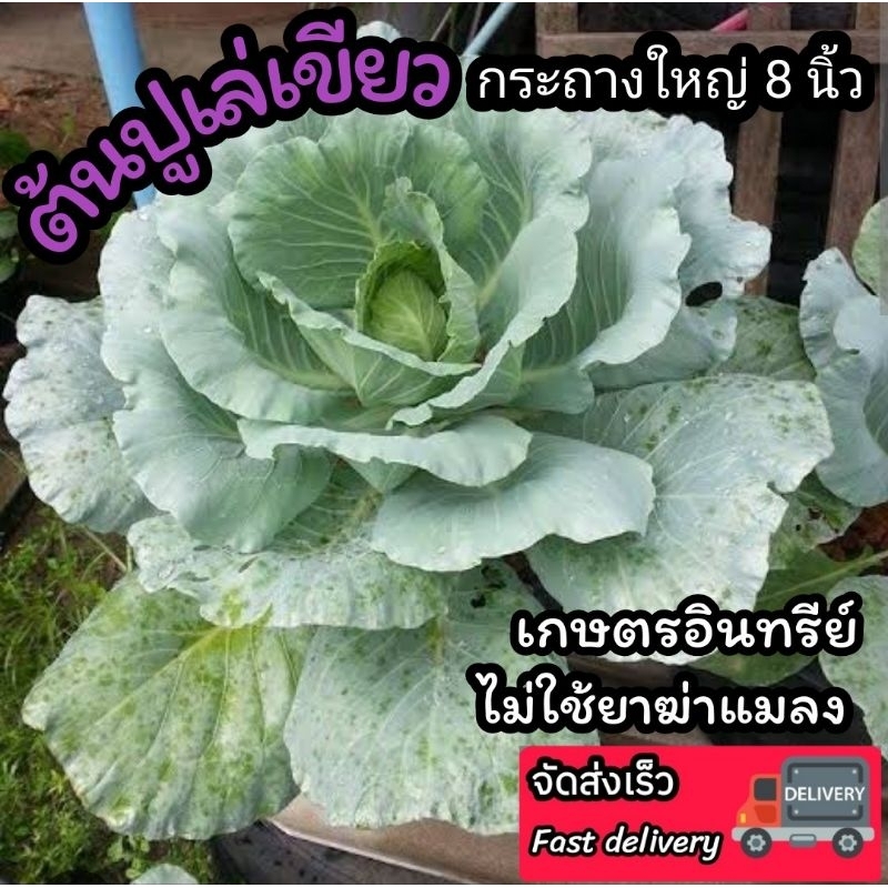 ต้นปูเล่เขียว กระถาง11นิ้ว ผักสวนครัว ปูเล่ม่วง เคล คะน้า ผักสลัด ผักกาด บล็อคโคลี่ ดิน กระถาง ต้นไม้ ปุ๋ย ดอกไม้ ไม้มงค