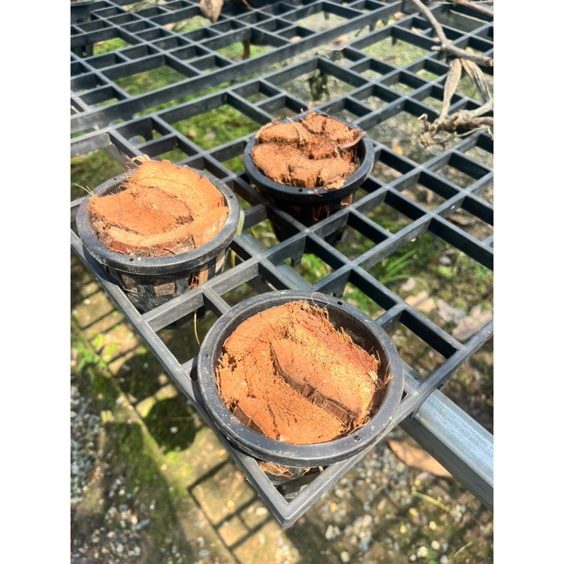 กระถางกล้วยไม้ 3.5 นิ้วพร้อมวัสดุปลูก