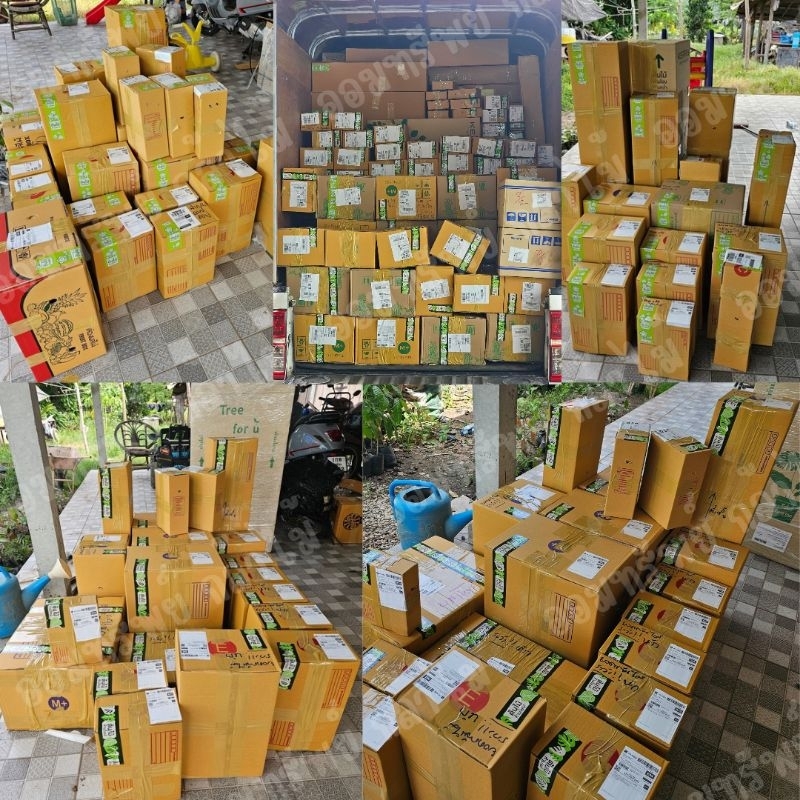 ต้นสะเดามันทวาย  รสมัน ขมน้อย เสียหายจากขนส่งเคลมฟรี - รูปที่ 2