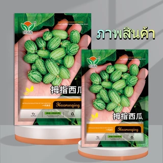 50 เมล็ดพันธุ์แตงกวาจิ๋ว แตงโมจิ๋ว เมล็ดแตงกวา แตงกวาจิ๋ว เมเมล็ดซิกัน แตงกวามินิ ปลูกง่าย อร่อย